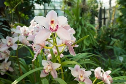 Spinnmilbenbefall Orchidee