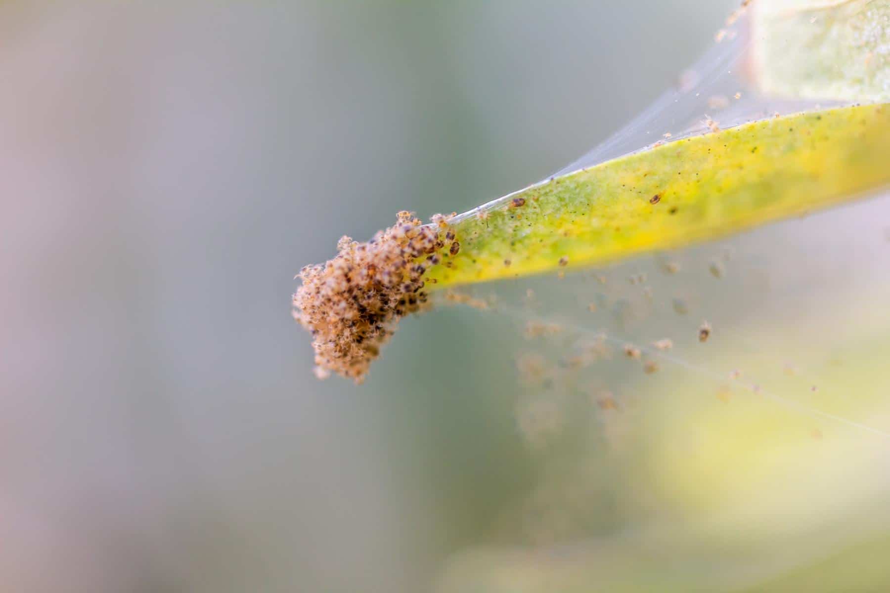 Spinnmilben an einem eingesponnenen Blatt
